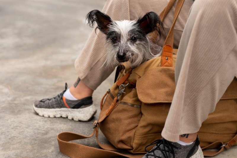 como transportar animal de estimacao para portugal